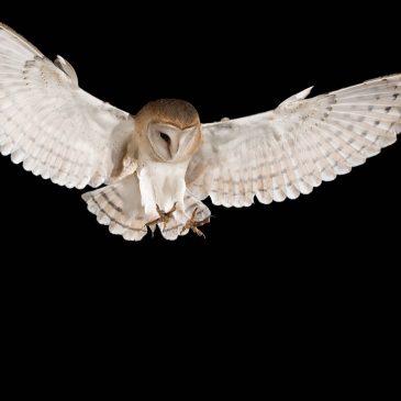 Top 10 animals used by Satan and demons for dangerous missions.