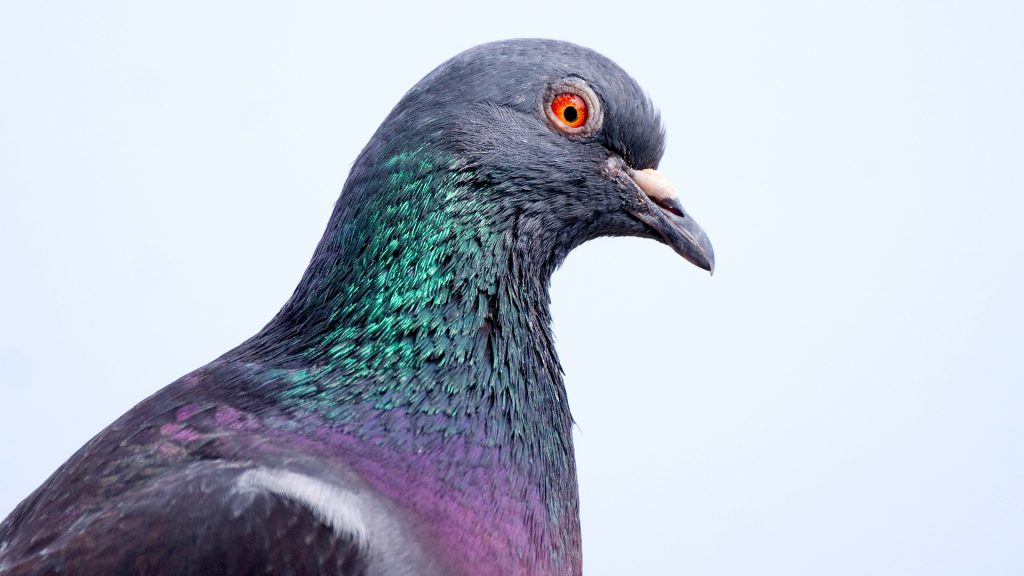 Top 10 animals used by Satan and demons for dangerous missions.