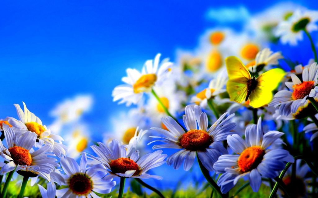 Jesus has asked flowers to start worshipping God